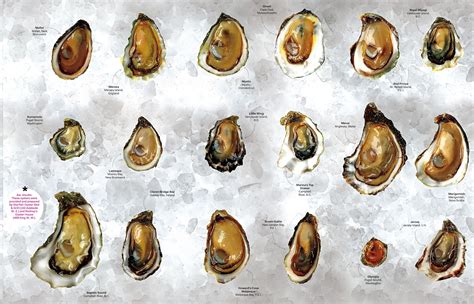 oyster&pop rolex|types of oysters to eat.